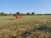 Horse (M), Akhal-Teke — photo 1