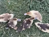 Ducks — Foto 3