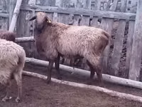 Ram, Edilbay sheep — photo 2
