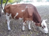 公牛, French Simmental cattle — 照片 2