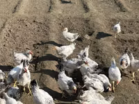 Chickens — photo 3