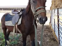 Horse (M), Horses — photo 2