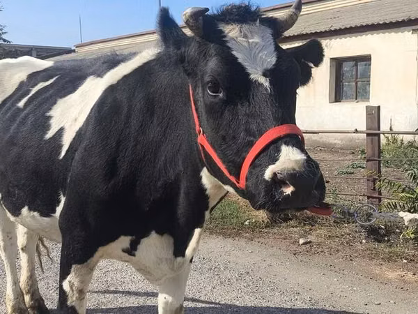 Cow, Russian Black pied cattle