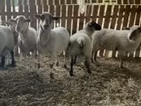 نعجة, Merinoland sheep — الصورة 3