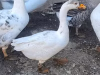 Geese — foto 2