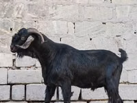 Billy Goat, Goats — photo 1
