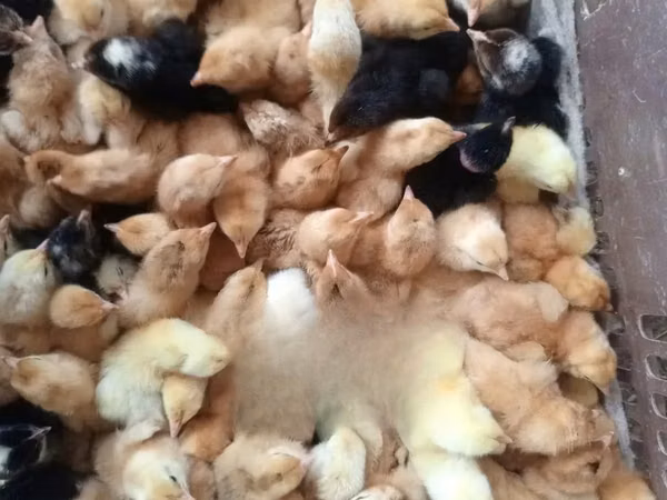 Chickens — Kenia