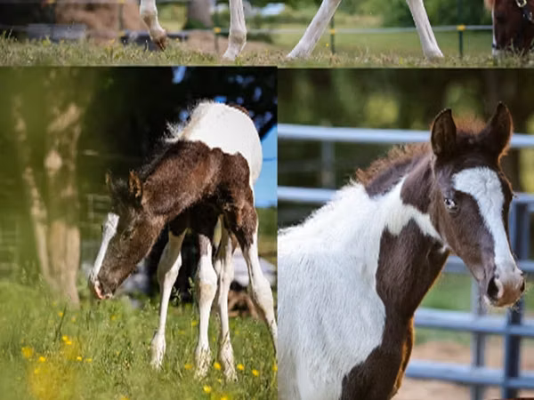 Caballo, Alter Real