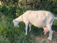 母山羊, Alpine goat — 照片 1