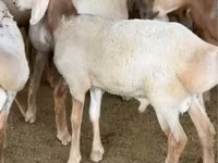 Carnero, Arashan sheep — foto 1