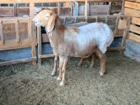 Schaf, Arashan sheep — Foto 7