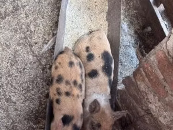 Cerdos (lote, sexo no especificado), Cerdos