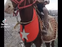 Pferde (Partie, Geschlecht nicht angegeben), Mustang — Foto 3