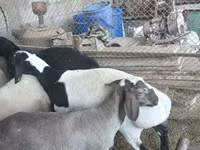 Ram, Rhon sheep — photo 3