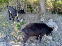 Cabra, Cabras — foto 5
