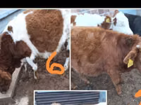 Cattle (batch, sex not specified), Simmental cattle — photo 1