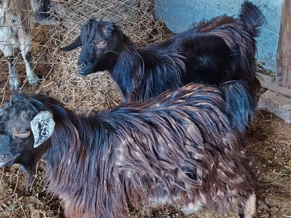 Goat, Goats