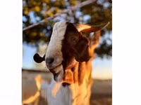 बकरा, Boer goat — फ़ोटो 1