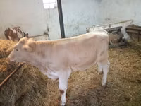 सांड, मवेशी — फ़ोटो 6