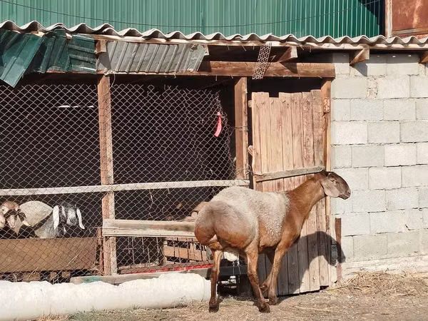 كبش, Edilbay sheep