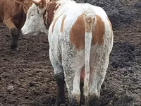Bulle, Simmental cattle — Foto 2
