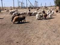 भेड़, Edilbay sheep — फ़ोटो 8