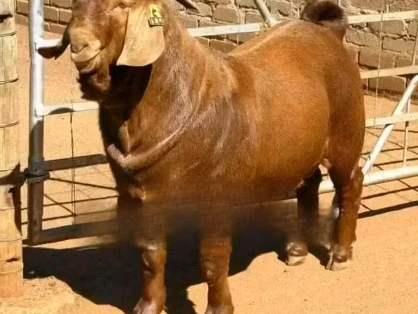 Cabro, Boer goat