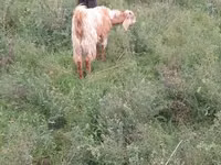 Cabras (lote, sexo no especificado), Cabras — foto 1