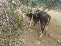 Vaca, Simmental cattle — foto 2