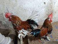 Chickens — 照片 1