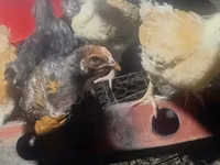 Chickens — Foto 3