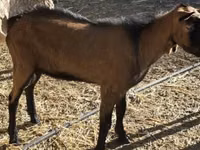 बकरा, Alpine goat — फ़ोटो 1