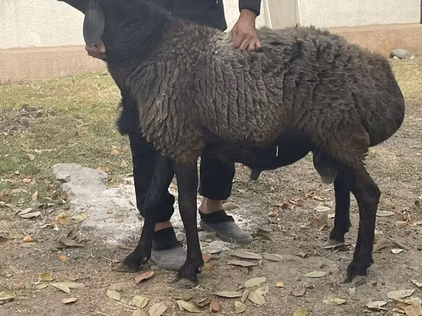 Ram, Rhon sheep