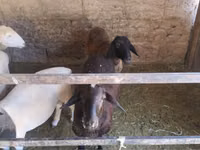 Schaf, Tian-Shan semifinewool sheep — Foto 3