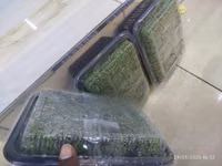 Azolla Seeds - 2000ml — फ़ोटो 3