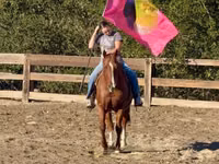 Horse (M), Quarter Horse — photo 5