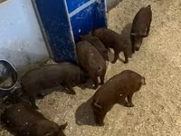 Schweine (Partie, Geschlecht nicht angegeben) — Foto 3