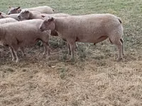 كبش, Charollais sheep — الصورة 2