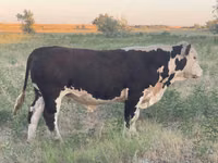 Bull, Kazakh White-headed cow — photo 3