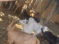 Goat, Goats — photo 2