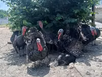 Turkeys — Foto 2