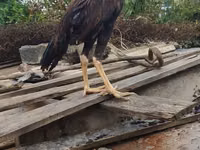 Guinea fowl — Foto 2