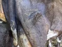 بقرة, Swiss cattle — الصورة 3