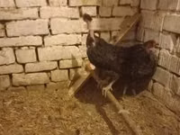 Chickens — फ़ोटो 2