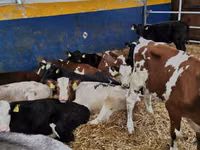 公牛, Simmental cattle — 照片 1