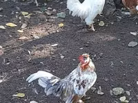 Japanese Bantam — photo 6