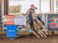 Hengst, Quarter Horse — Foto 3