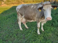 Vaca, Raza de vaca — foto 1