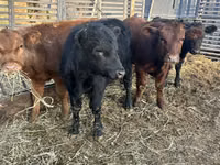 Toro, Aberdeen-Angus — foto 1