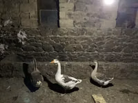 Geese — Foto 2
